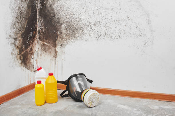 Best Mold Remediation  in Mesa, AZ