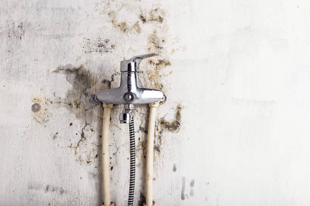Best Mold Removal Company Near Me  in Mesa, AZ