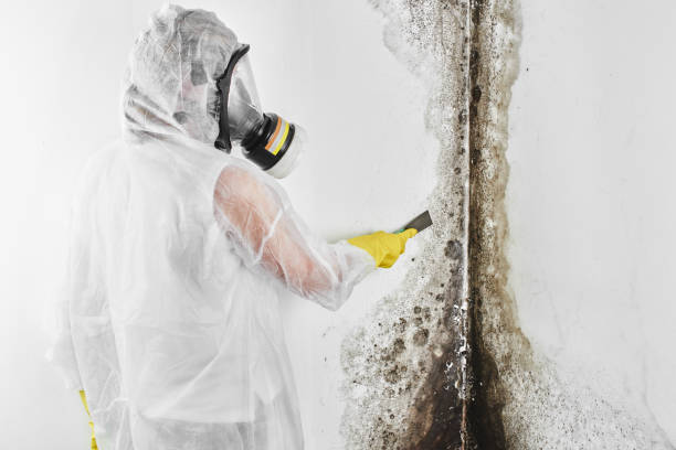Best Mold Remediation Services  in Mesa, AZ