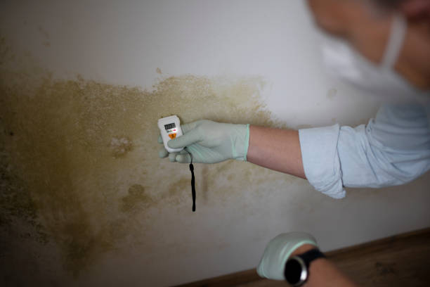 Best Black Mold Removal  in Mesa, AZ